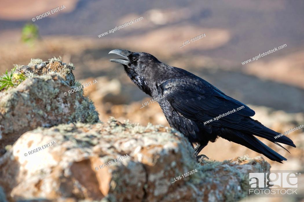 Stock Photo: Raven Corvus corax in top of Montaña Blanca volcano, Lanzarote, Canary Islands, Spain.