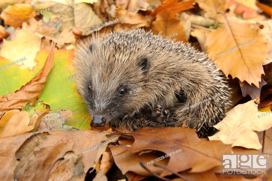 Stock Photo: European Hedgehog (Erinaceus europaeus) immature, rescued animal amongst fallen leaves in garden, Staffordshire, England, October.