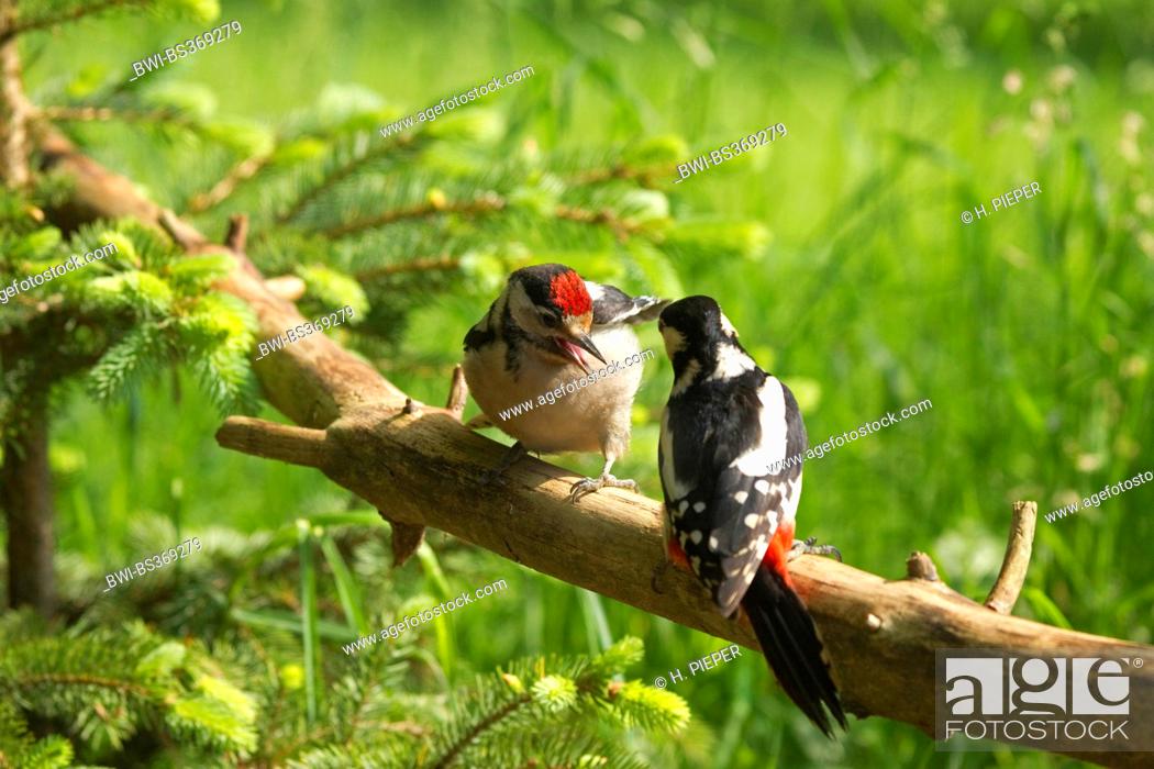 Stock Photo: Great spotted woodpecker (Picoides major, Dendrocopos major), squaeker begging for food, Germany, North Rhine-Westphalia.