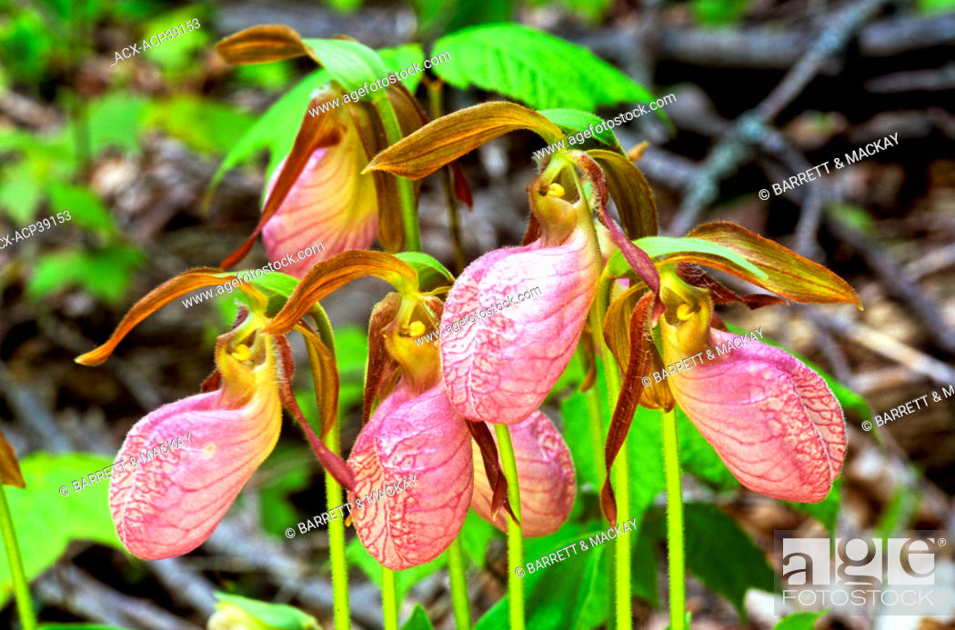 Lady's Slipper Orchid l Astounding Specimen - Our Breathing Planet