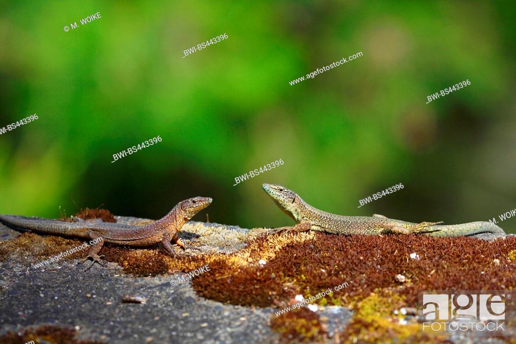 Stock Photo: Madeira wall lizard (Podarcis dugesii, Lacerta dugesii, Teira dugesii), sunbathing pair, side view, Madeira.