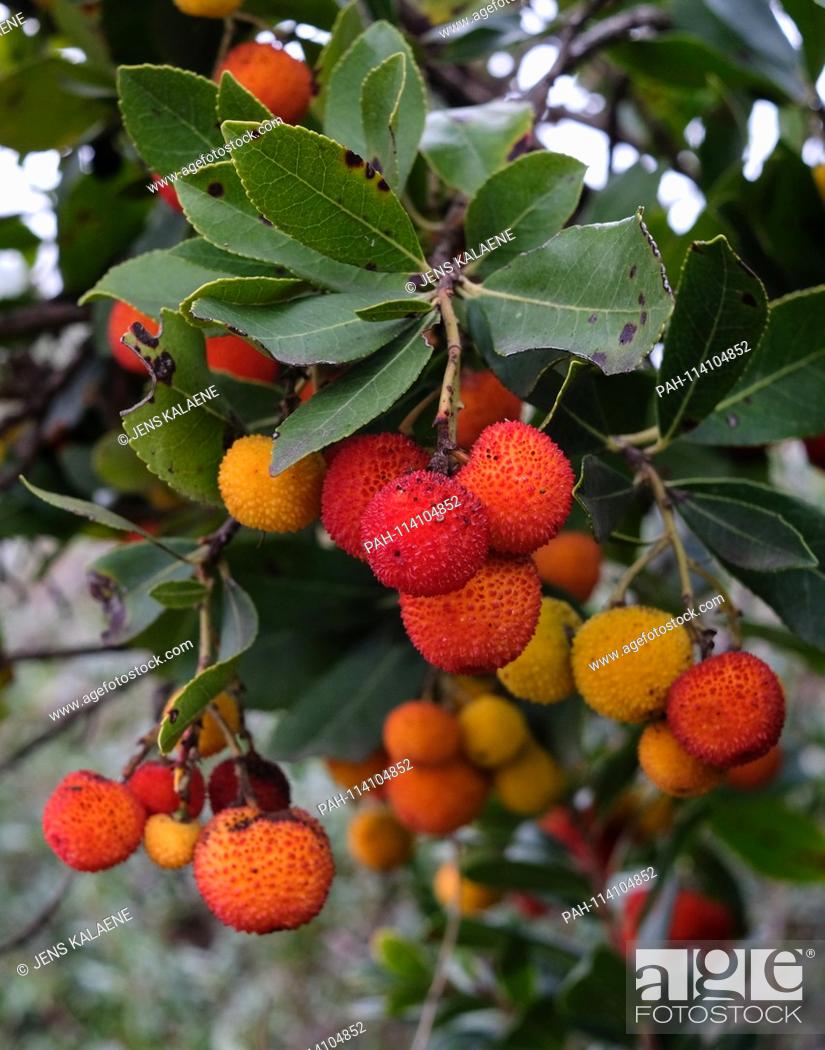 Imagen: 14.12.2018, Turkey, Izmir: fruits hang on the western strawberry tree (Arbutus unedo) from the heather family. The strawberry tree is an evergreen shrub.