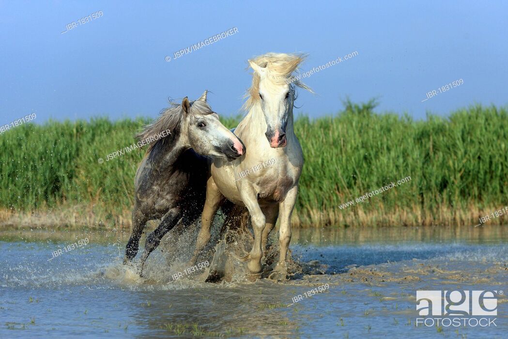Stock Photo: Camargue horses (Equus caballus), two stallions fighting in water, Saintes-Marie-de-la-Mer, Camargue, France, Europe.
