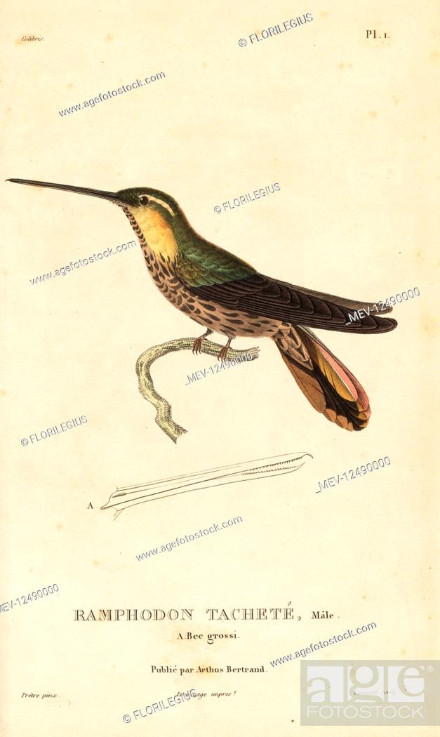 Stock Photo: Saw-billed hermit, Ramphodon naevius (Ramphodon maculatum). Male. Handcolored steel engraving by Coutant after an illustration by Jean-Gabriel Pretre from Rene.