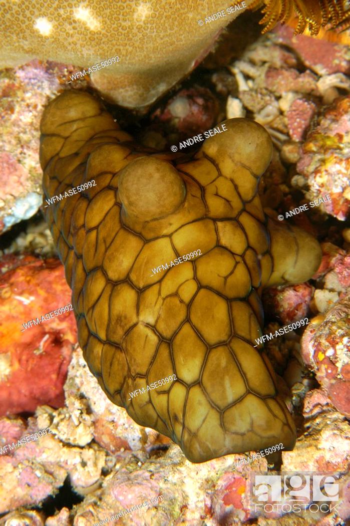 Stock Photo: Lamellarid Snail, Coriocella sp., West Escarceo, Puerto Galera, Mindoro, Philippines.