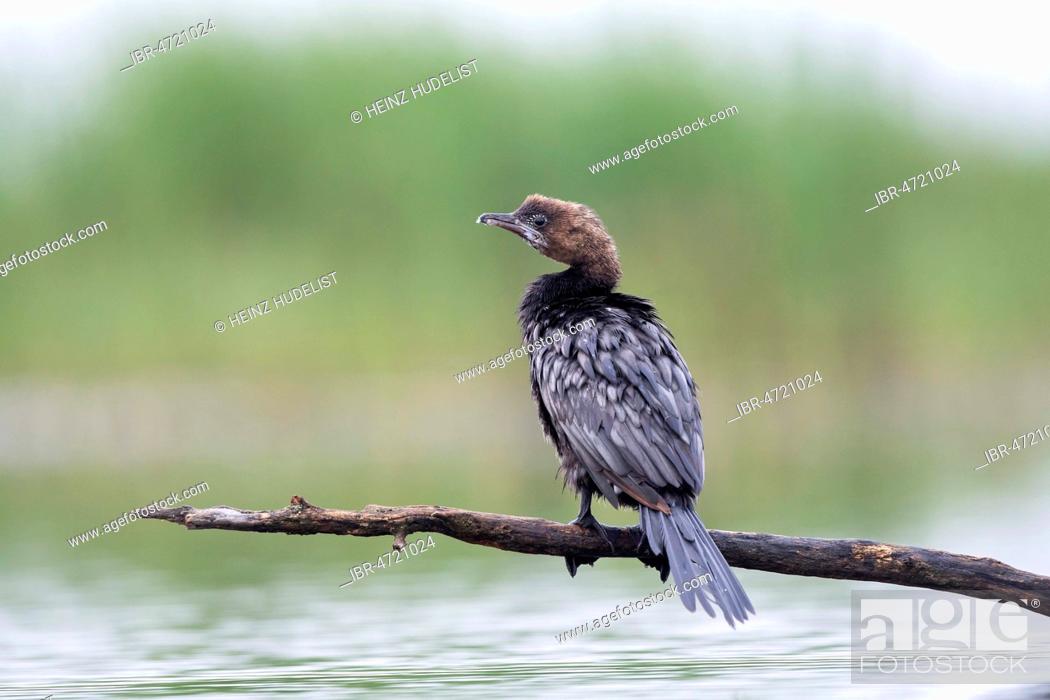 Stock Photo: Pygmy Cormorant (Phalacrocorax pygmeus) from behind, sitting on branch, Kiskunság National Park, Hungary.