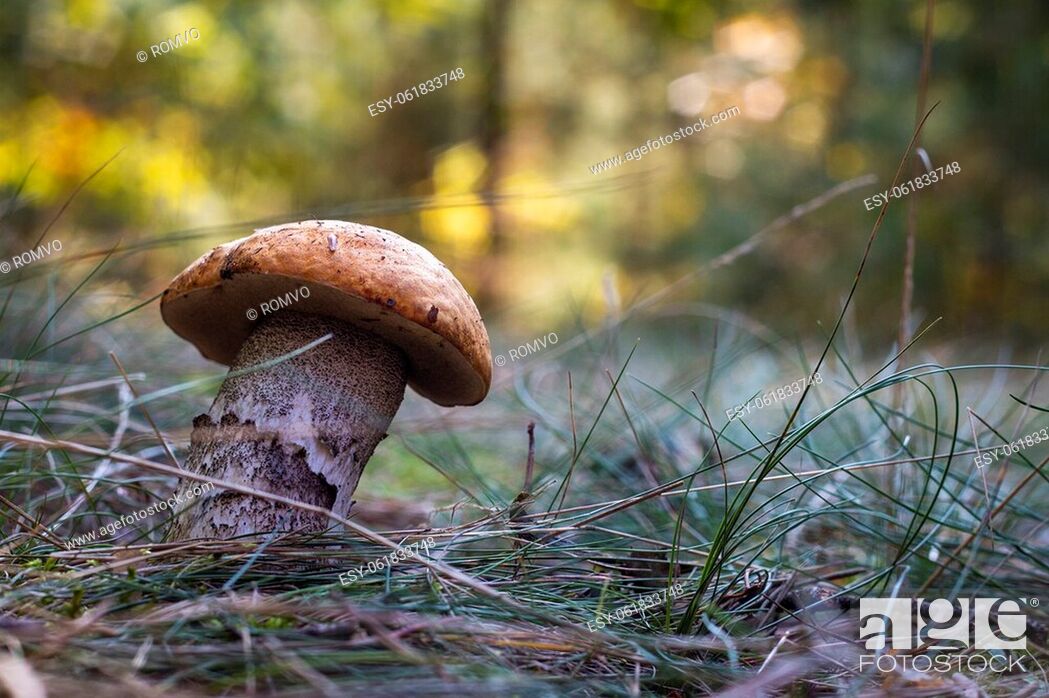 Stock Photo: Edible boletus mushroom grow in grass. Wide thick Leccinum mushroom growing in wild wood.