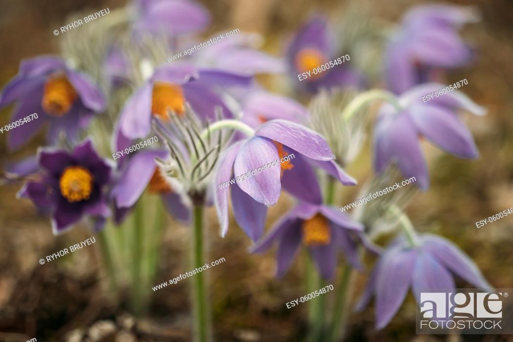 Stock Photo: Belarus. Beautiful Wild Spring Flowers Pulsatilla Patens. Flowering Blooming Plant In Family Ranunculaceae, Native To Europe, Russia, Mongolia, China.