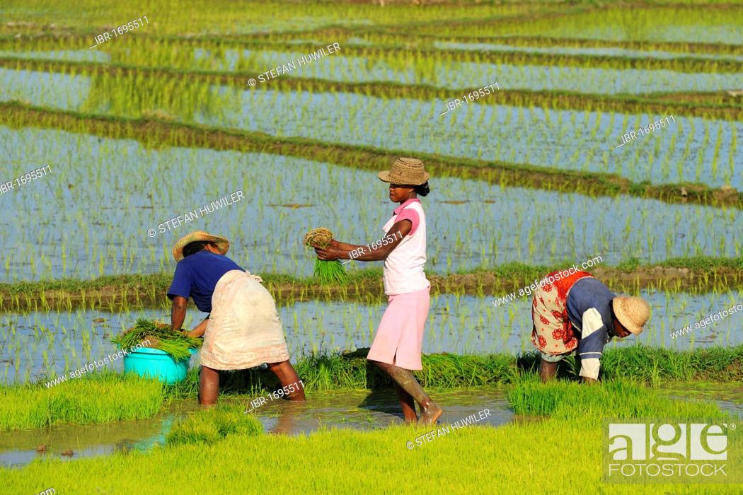 Stock Photo: Malagasy women harvesting rice near Morondava, Madagascar, Africa.
