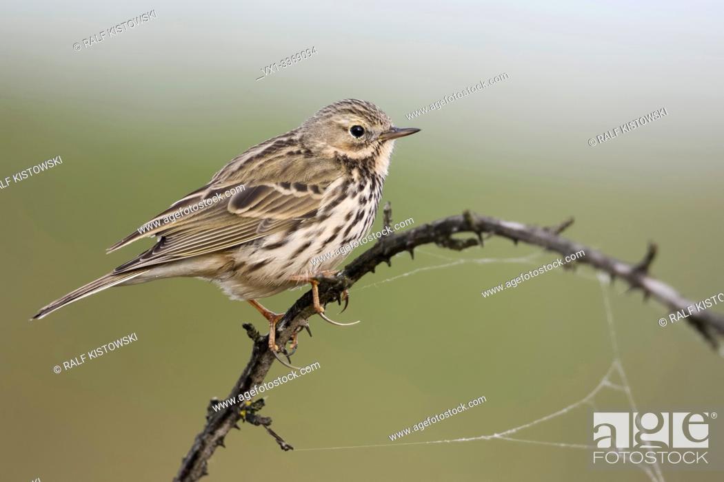 Stock Photo: Meadow Pipit / Wiesenpieper ( Anthus pratensis ) perched elevated on top of dry thorny tendril, watching for predators, long hind claw, wildlife, Europe.