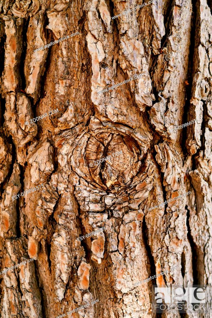 Stock Photo: Brown bark of an old olive tree. High quality photo.