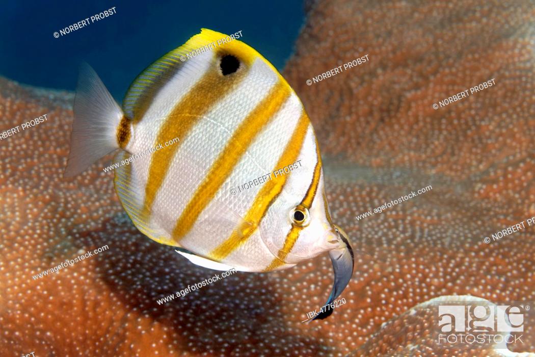 Stock Photo: Sixspine butterflyfish (Parachaetodon ocellatus) with Bluestreak cleaner wrasse (Labroides dimidiatus), Great Barrier Reef, Pacific, Australia.