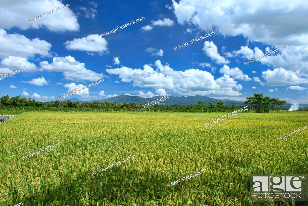 Stock Photo: rice fields in rural East Java, Indonesia.