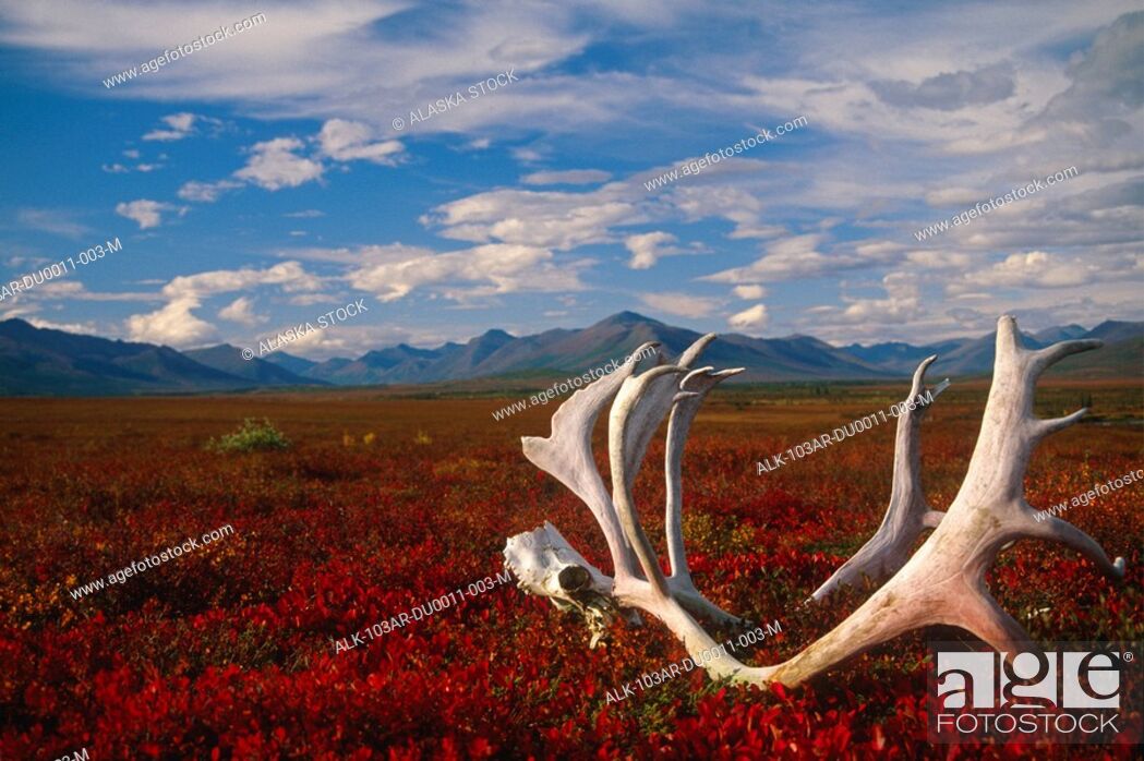 Stock Photo: Caribou skull & antlers laying on Arctic tundra Kobuk Valley National Park Alaska Autumn.
