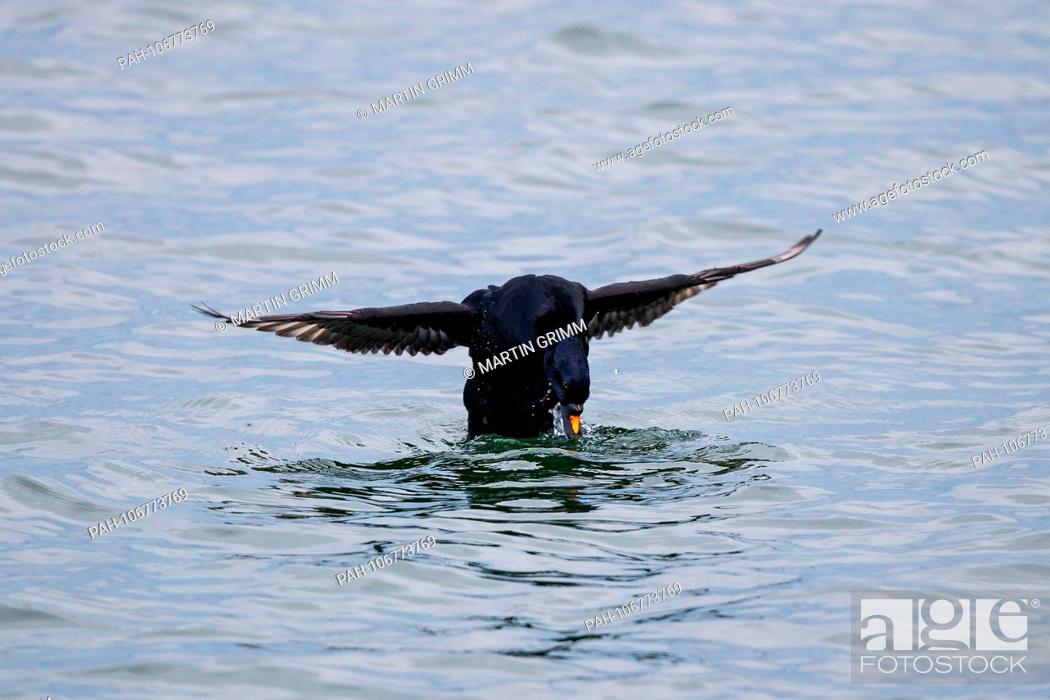 Stock Photo: Common Scoter (Melanitta nigra), male flapping wings swimming in Baltic Sea, Mecklenburg-Western Pomerania, Germany | usage worldwide.