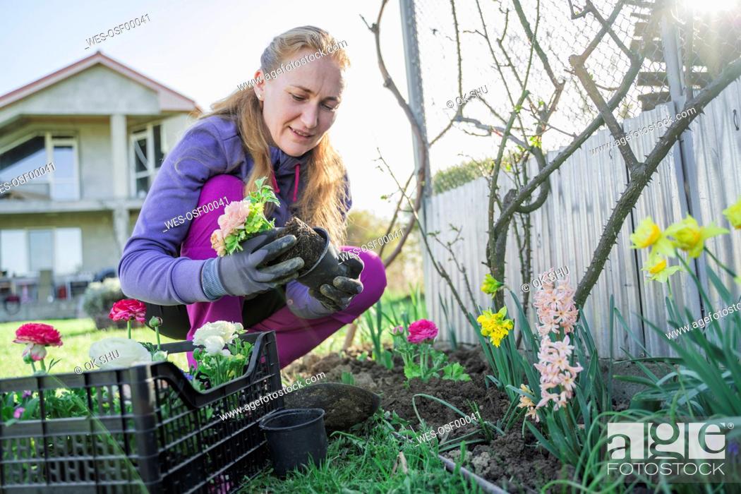 Stock Photo: Mature woman planting Ranunculus flower crouching by crate in garden.