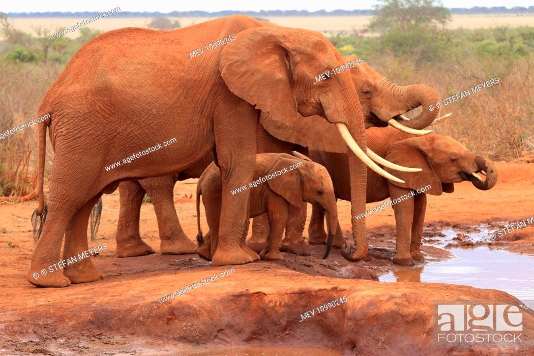 Stock Photo: African Elephant group drinking at waterhole Tsavo National Park Kenya.