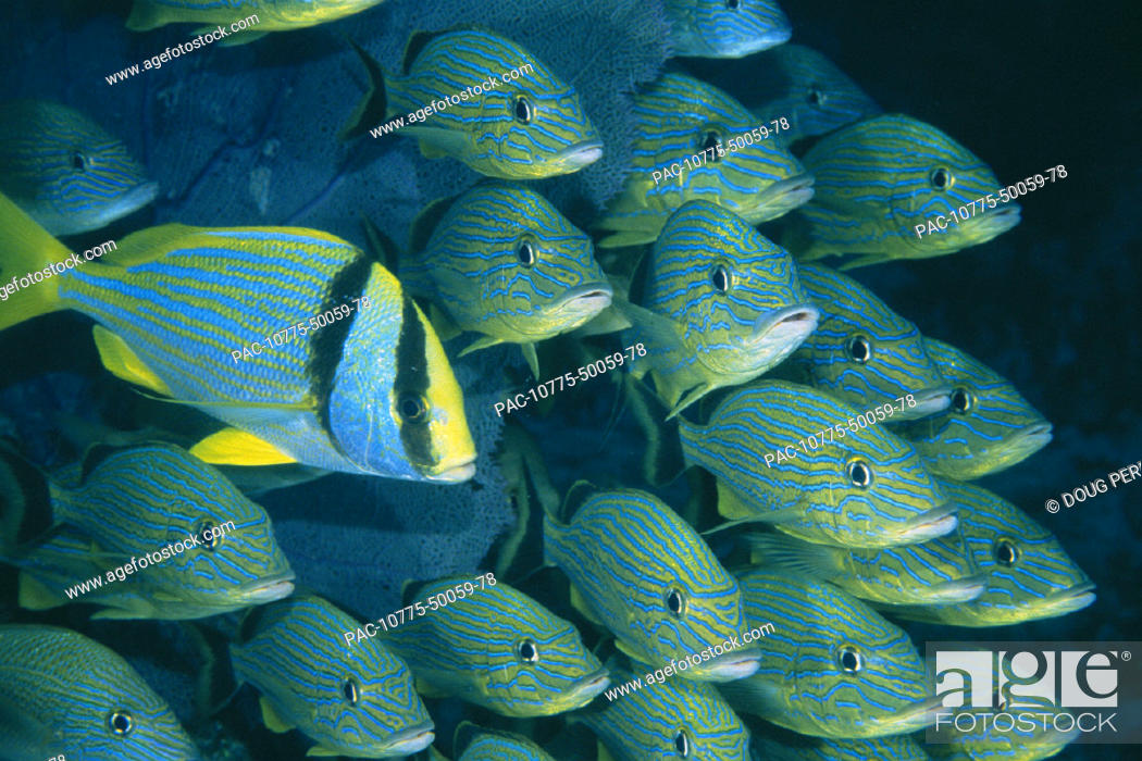 Stock Photo: Bahama bluestripe grunts and porkfish school (Haemulon sciurus) & (Anisotremus viginicus).