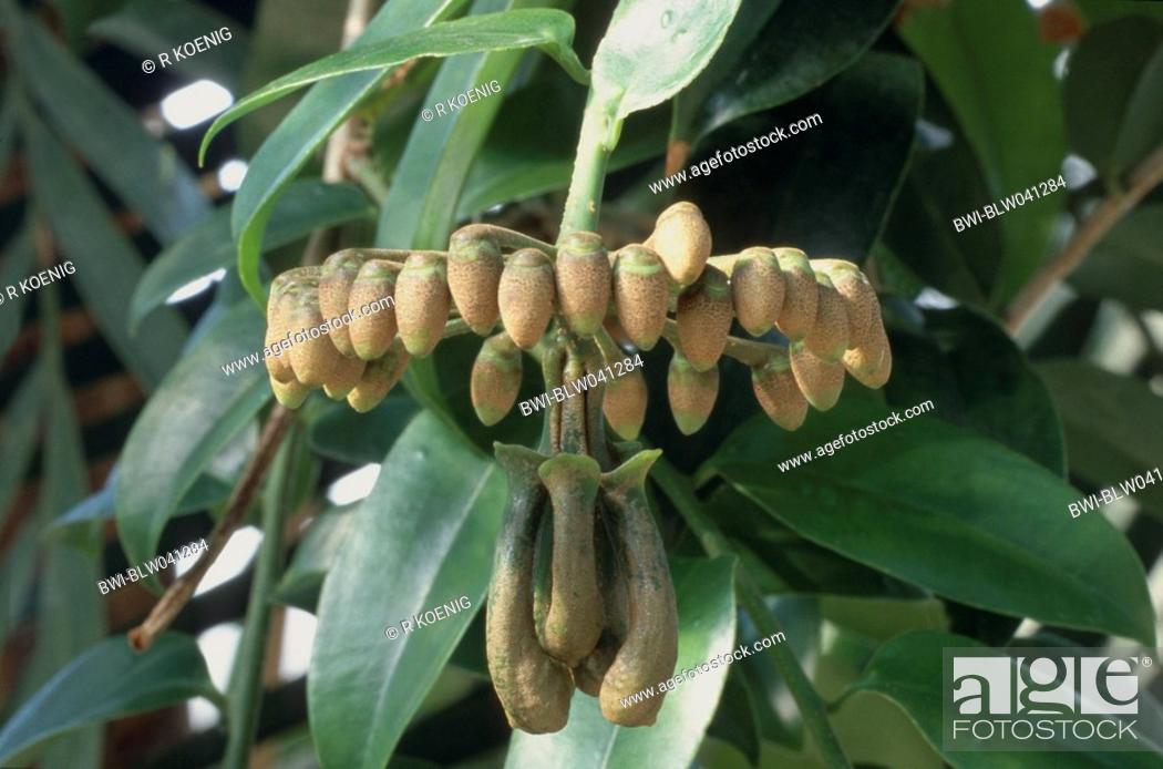 Stock Photo: inflorescence with buds and nektar pots, is pollinated by birds and bats.