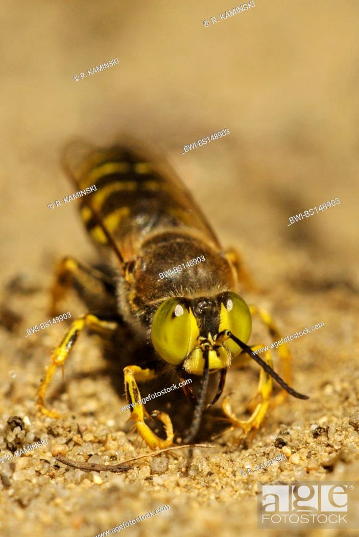 Stock Photo: rostrate bembix wasp (Bembix rostrata, Epibembix rostrata), burrowing in sand, Germany, Brandenburg.