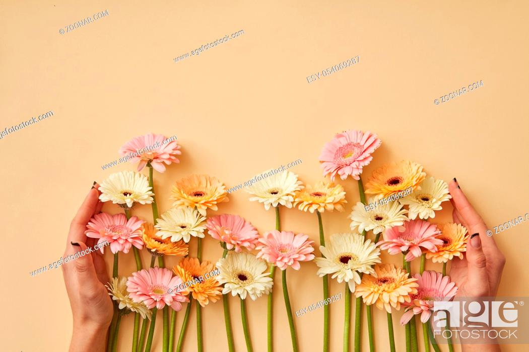 Imagen: Many different gerberas female hands are held on a yellow paper background. Greeting card for mother's day or March 8. Flat lay.