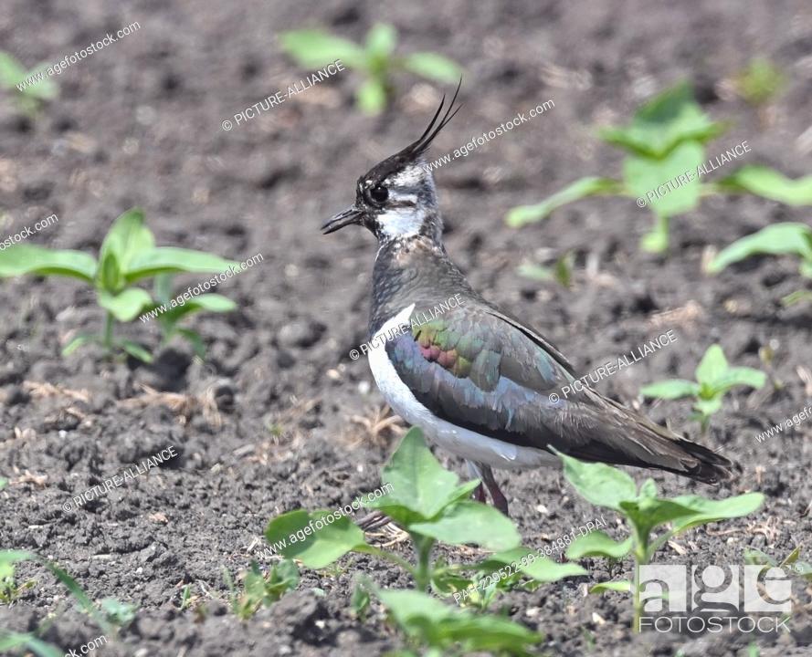 Stock Photo: 19 May 2022, Brandenburg, Sachsendorf: A lapwing (Vanellus vanellus) stands in a field. Just 50 years ago, the lapwing was frequently seen in fields and meadows.