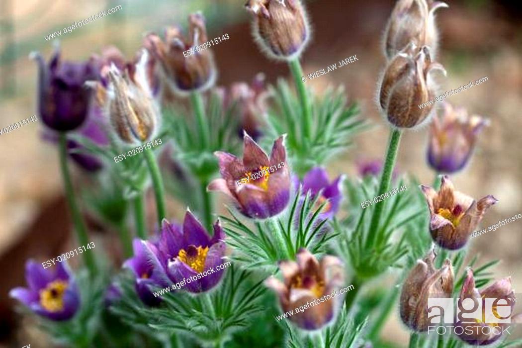 Stock Photo: purple flower of the pasqueflower in the garden.