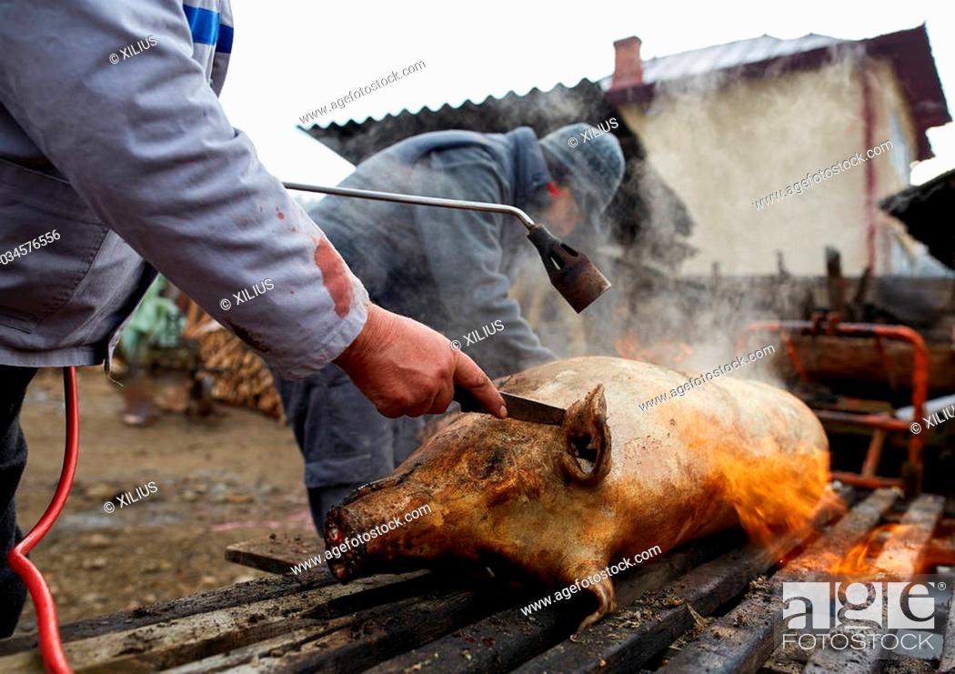 Stock Photo: Preparing to butcher the pig outdoor in the backyard.