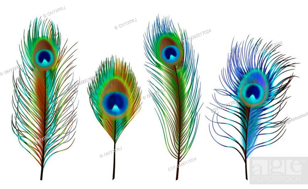 Real Peacock Feathers