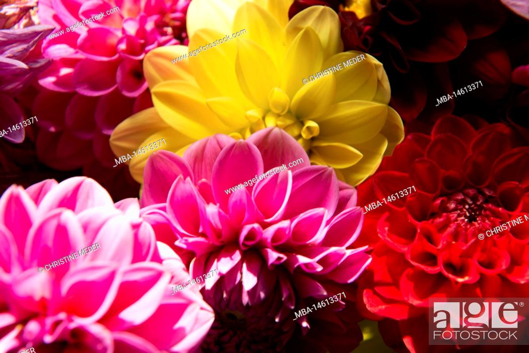 Imagen: Flowers, blossoms, dahlias, colored.