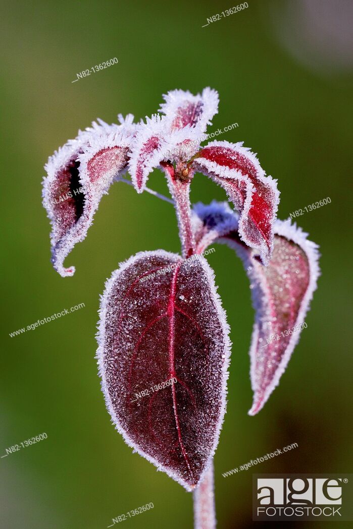 Stock Photo: Beautiful autumn leaves with hoar frost of the Hardy Small Tree in a garden Cornus kousa chinensis - Bavaria/Germany.