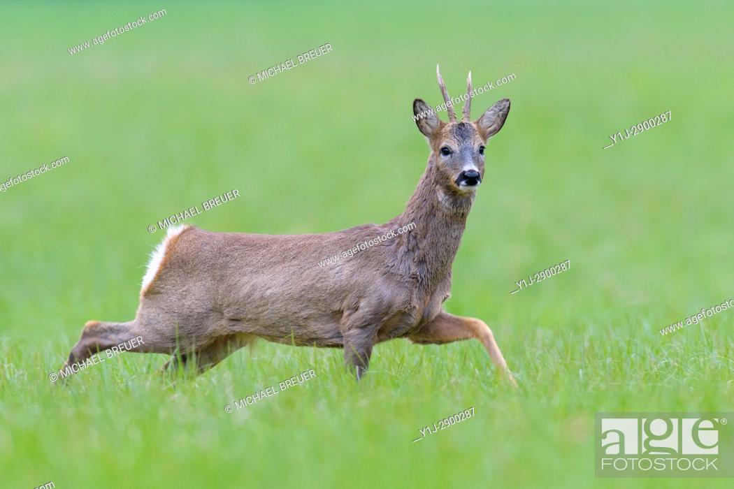 Stock Photo: Western Roe Deer (Capreolus capreolus) in Springtime, Roebuck, Hesse, Germany, Europe.