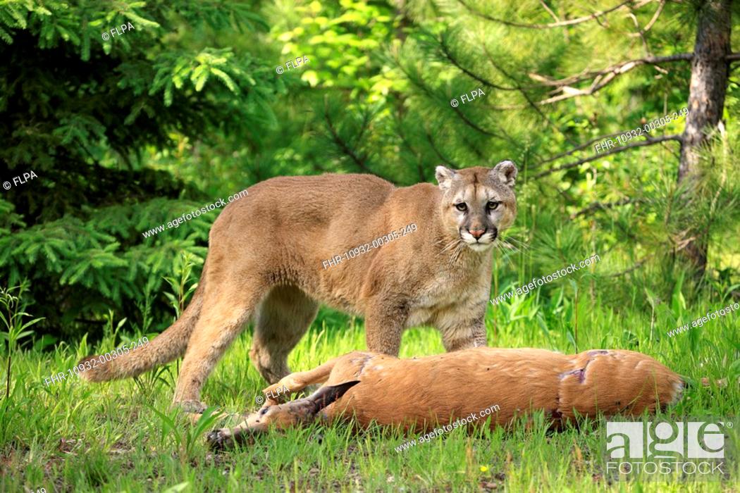 amanecer el centro comercial R Puma Felis concolor adult, feeding on deer kill, Minnesota, U S A, Foto de  Stock, Imagen Derechos Protegidos Pic. FHR-10932-00305-249 | agefotostock