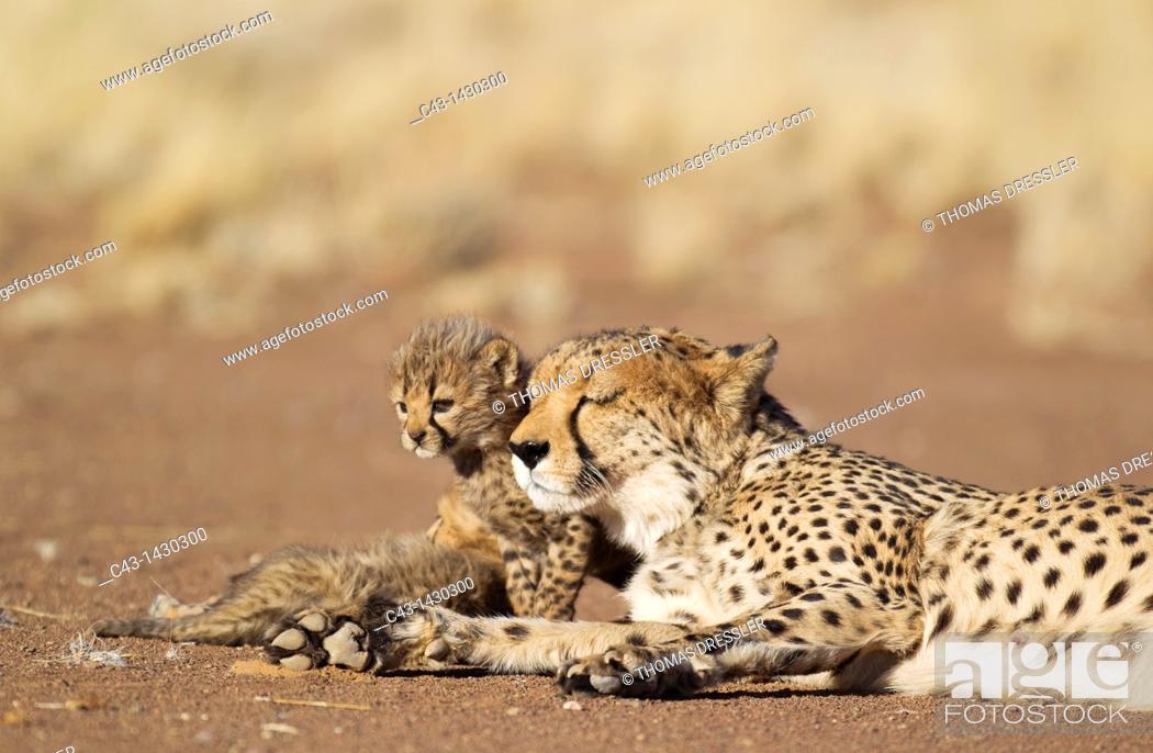 Stock Photo: Cheetah Acinonyx jubatus - Resting female with its 39 days old male cubs  Photographed in captivity on a farm  Namibia.