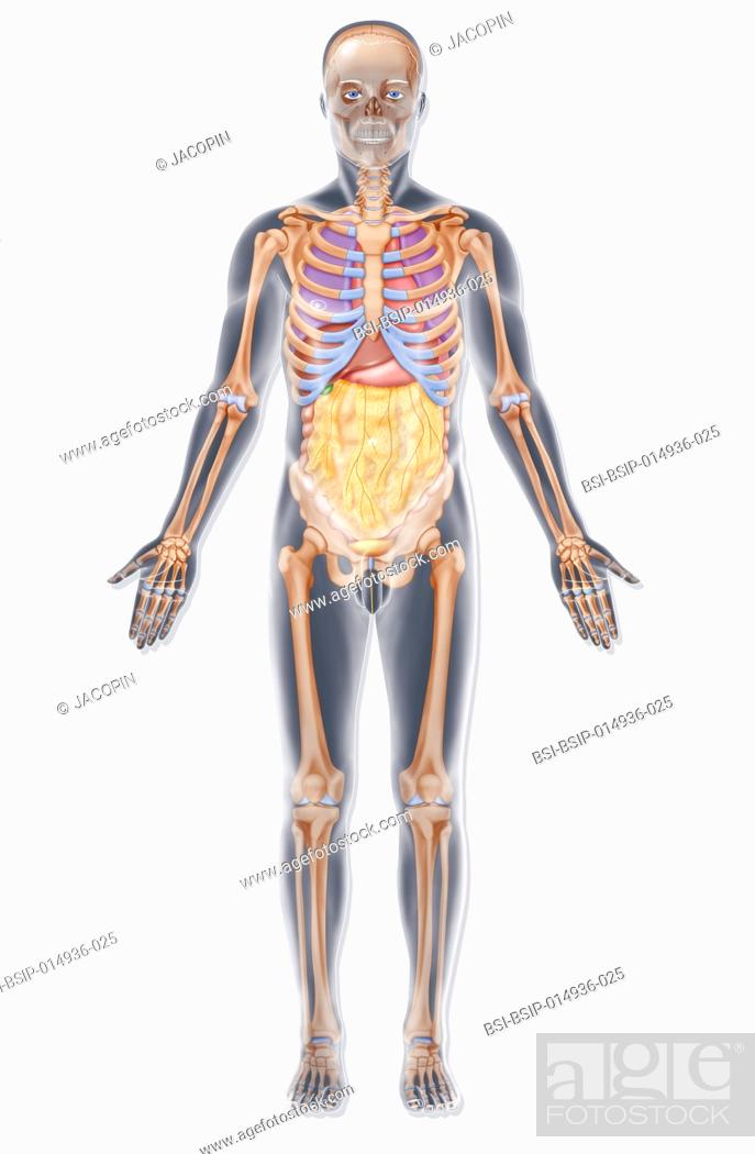 Illustration Of The Skeleton And Various Organs In The Torso Lungs Heart Liver Stomach Stock Photo Picture And Rights Managed Image Pic Bsi Bsip 014936 025 Agefotostock