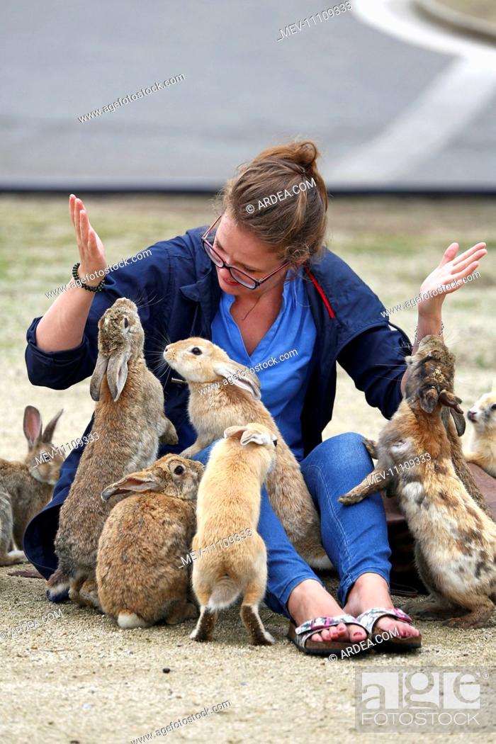 The Rabbits of Okunoshima known as Rabbit Island in Japan which roam wild  on a small island with no..., Stock Photo, Picture And Rights Managed  Image. Pic. MEV-11109333 | agefotostock