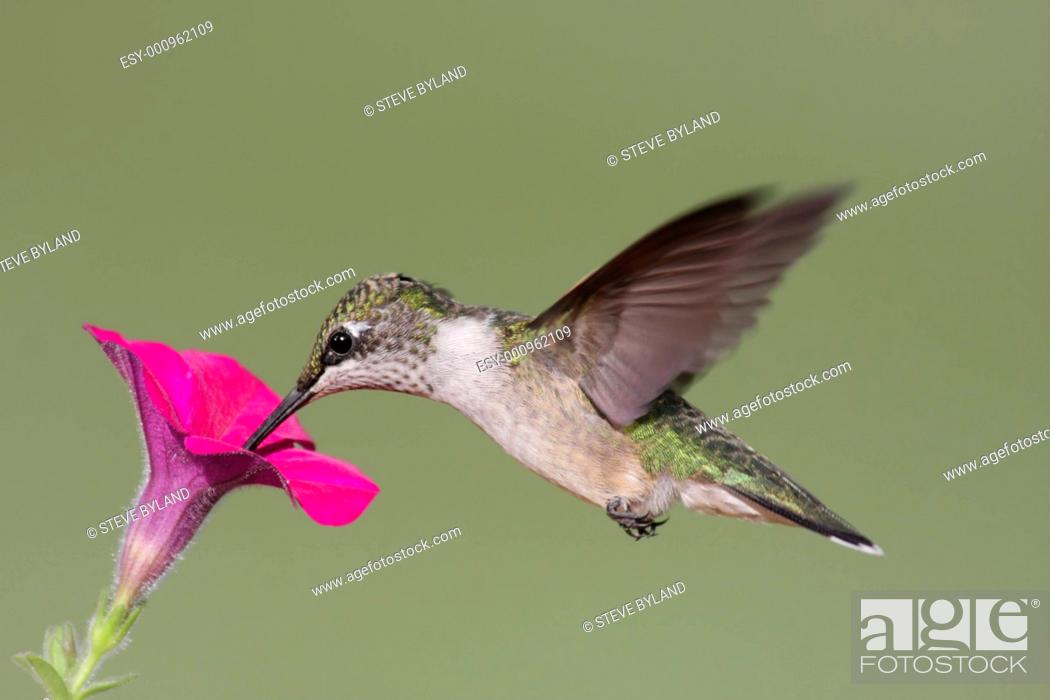 Stock Photo: Juvenile Ruby-throated Hummingbird archilochus colubris.