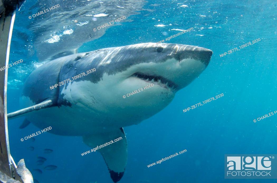 Stock Photo: Great white shark     Date: 07/11/2003  Ref: ZB775-109078-0330  COMPULSORY CREDIT: Oceans Image/Photoshot.