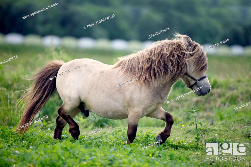 Stock Photo: trotting Mini Shetland Pony.