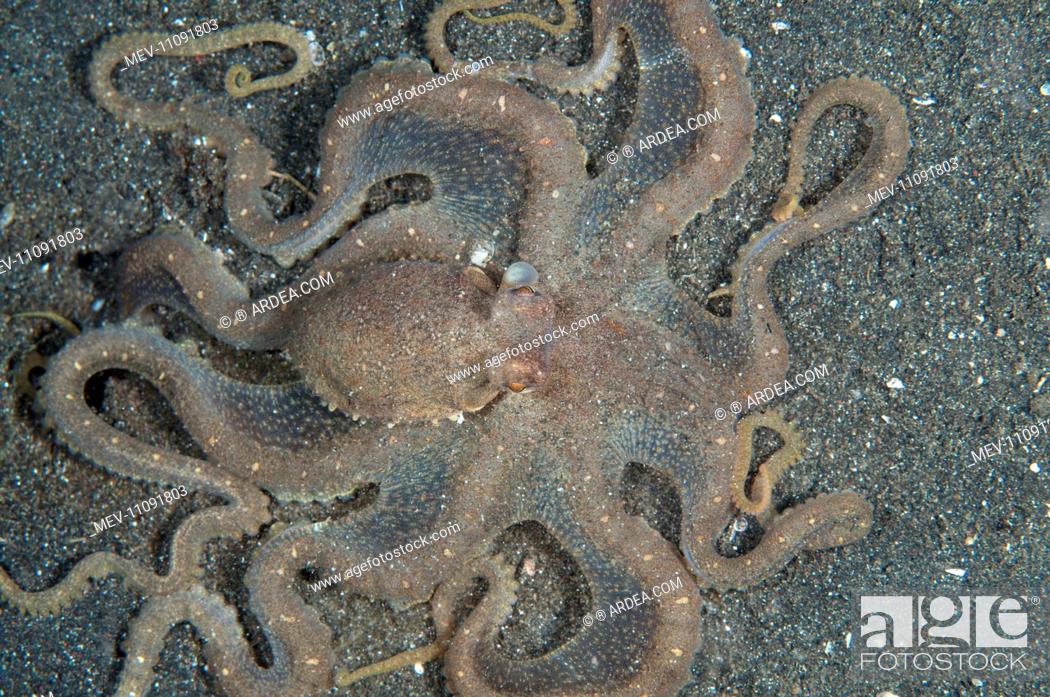 Stock Photo: White-V Octopus hunting on black sand.