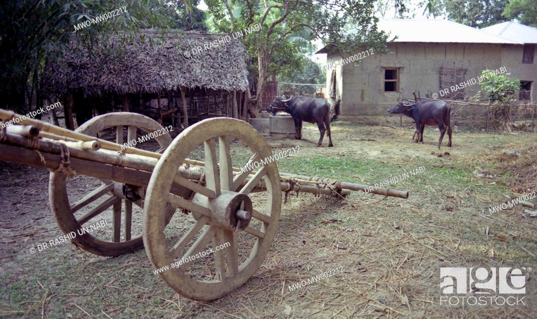 Stock Photo: A typical rural area with buffellow and cart, Gazipur 2004, Bangladesh.