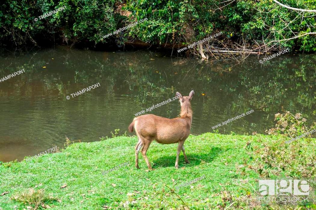 Stock Photo: Sambar Doe Deer, Southeast Asian and Indian Deer, Standing and Eating Grass beside Salt Lick and Swamp in Khao Yai National Park in Pakchong, Nakhon Ratchasima.