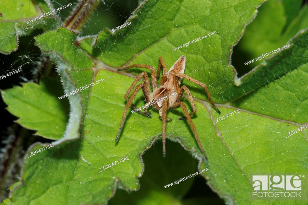 Stock Photo: Listspinne (Pisaura mirabilis) auf einem Blatt, Nursery web spider (Pisaura mirabilis) on a leaf.