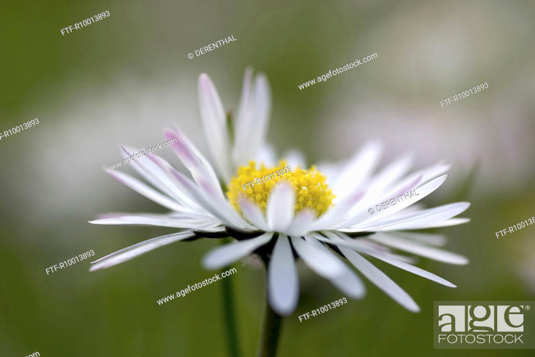 Stock Photo: Meadow with daisies in the spring time.