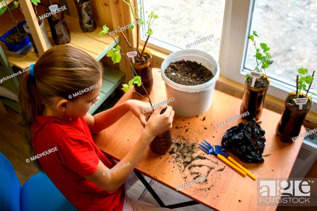 Stock Photo: Top view of a girl sitting at a table and replanting garden plants.
