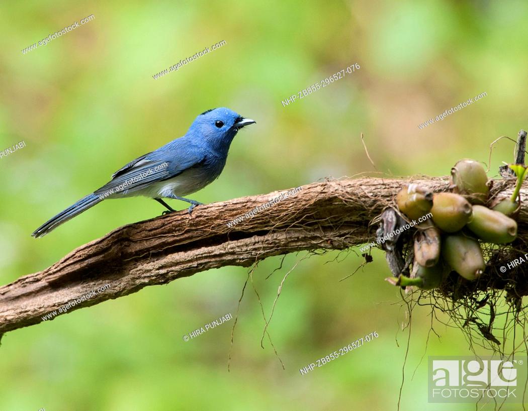 Stock Photo: The image of Black-naped monarch or black-naped blue flycatcher (Hypothymis azurea) in Dandeli wildlife sanctuary, Karnatka, India.