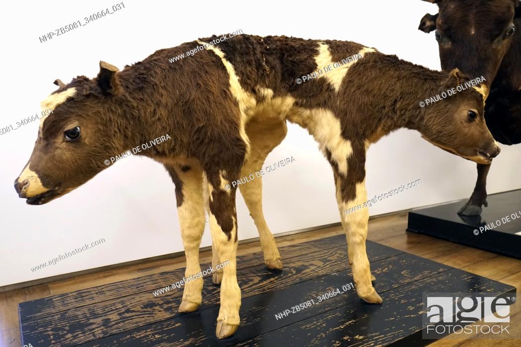Two-Headed Calf, embalmed. There are many occurrences of multi-headed  animals, Stock Photo, Picture And Rights Managed Image. Pic.  NHP-ZB5081_340664_031 | agefotostock