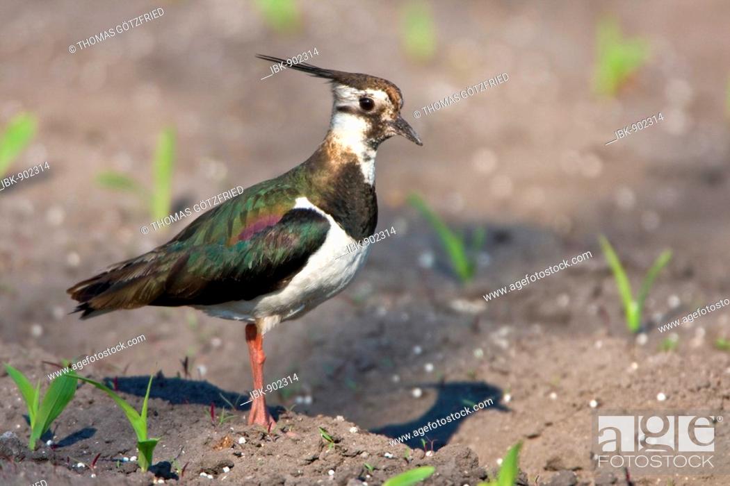 Stock Photo: Northern Lapwing, Peewit or Green Plover (Vanellus vanellus).