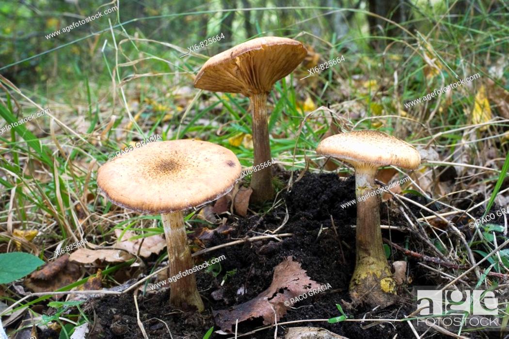 Stock Photo: Mushrooms (Armillaria bulbosa) in oakwood. Riaza, Segovia, Spain.