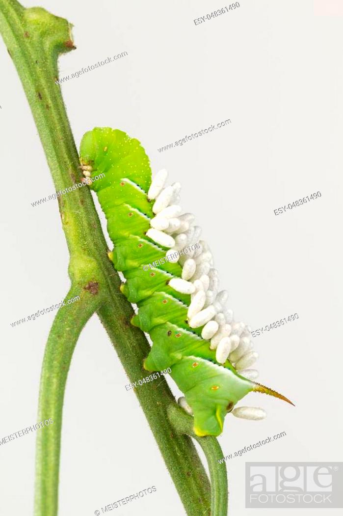 Stock Photo: Tobacco hornworm with parasite wasp cocoons.